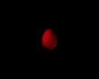 Алое яйцо / Scarlet Egg