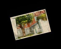 Открытка Алхемилла / Alchemilla Postcard