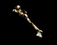 Уродливая кость Скрепера / Malformed Bone of Scraper