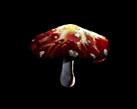 Необычный гриб / Unusual Mushroom
